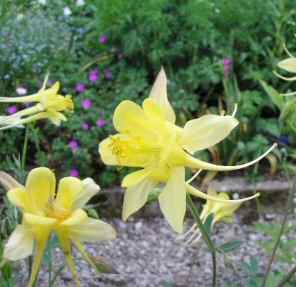 Aquilegia chrysantha "Yellow Queen"
